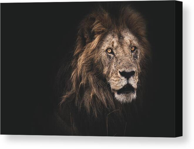 Animal Canvas Print featuring the photograph Royalty by Fredloeschphotography