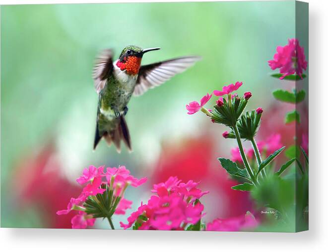 Hummingbird Canvas Print featuring the photograph Ruby Garden Jewel by Christina Rollo
