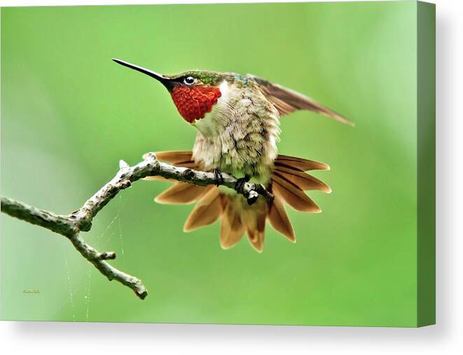 Hummingbird Canvas Print featuring the photograph Ruby Throated Hummingbird 4 by Christina Rollo