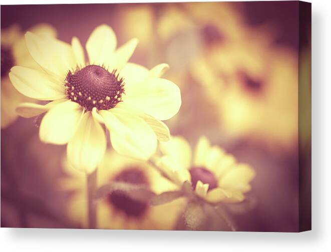 French Riviera Canvas Print featuring the photograph Rudbeckia Flowers by Dhmig Photography