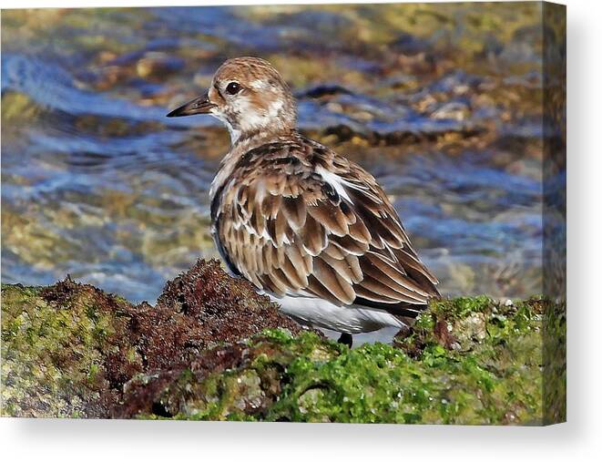 Ruddy Turnstone Canvas Print featuring the photograph Ruddy By The Sea by HH Photography of Florida