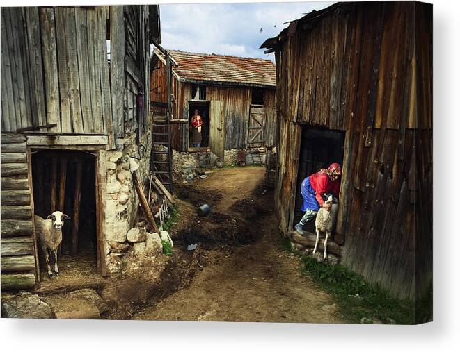 Rural Canvas Print featuring the photograph Rural Struggle by Todor Tanev