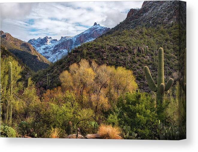 Tucson Canvas Print featuring the photograph Sabino Canyon Tucson Fall Colors by Dave Dilli