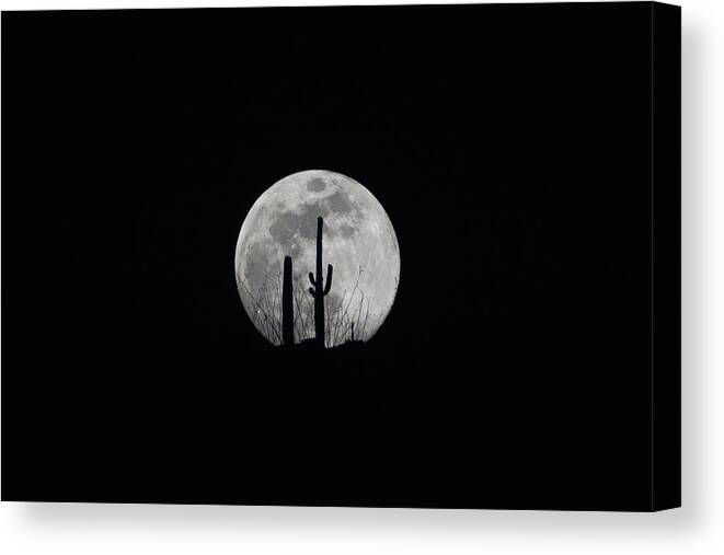 Moon Canvas Print featuring the photograph Saguaro Moon Silhouette by Chance Kafka