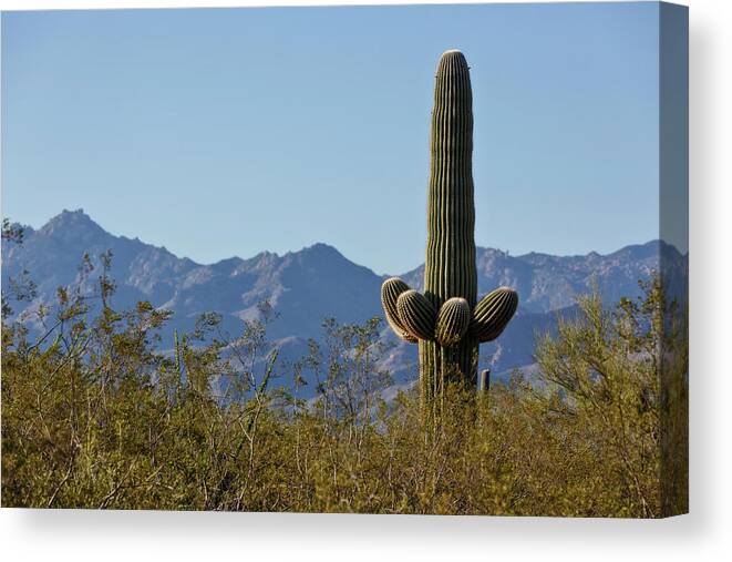 Saguaro Standing Tall Canvas Print featuring the photograph Saguaro Standing Tall by Wes and Dotty Weber