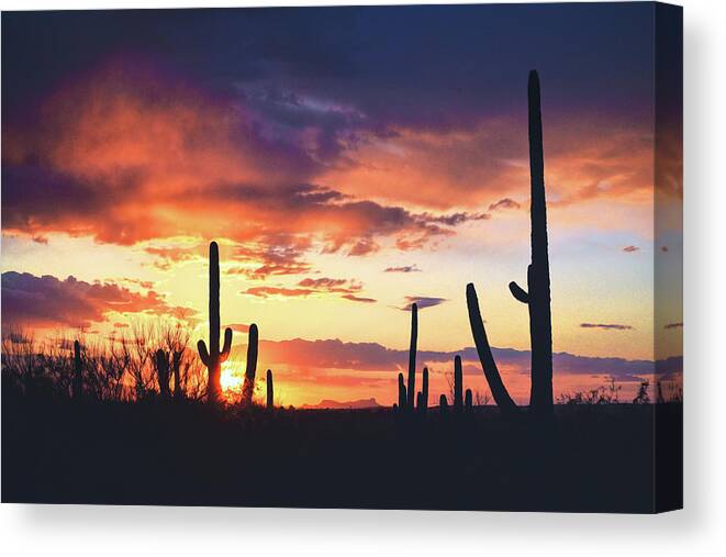 Tucson Canvas Print featuring the photograph Saguaros watch the sunset by Chance Kafka