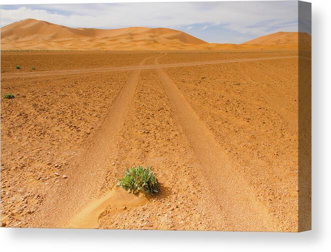 Tranquility Canvas Print featuring the photograph Sahara Desert by Getty Images