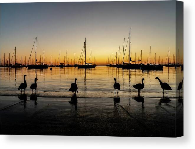 Geese Canvas Print featuring the photograph Sailboats and Geese in a Chicago Harbor one beautiful morning by Sven Brogren
