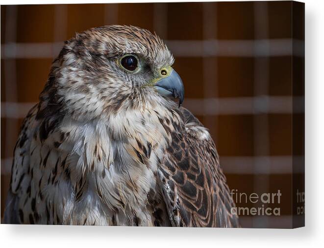 Photography Canvas Print featuring the photograph Saker Falcon Portrait by Alma Danison