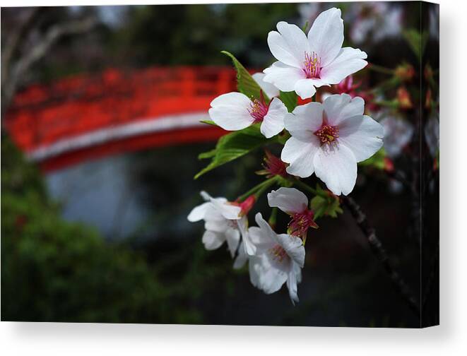 Petal Canvas Print featuring the photograph Sakura And Drum-shaped Bridge by Kyoto Photo Press
