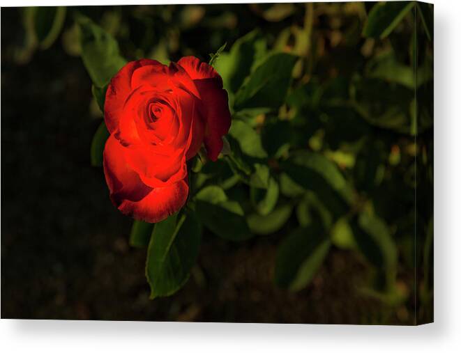 Single Rose In Light Canvas Print featuring the photograph San Juan Capistrano California Mission Single Red Rose by Catherine Walters