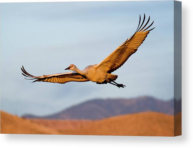 Bird Photography Canvas Print featuring the photograph Sandhill Crane by Nicole Young