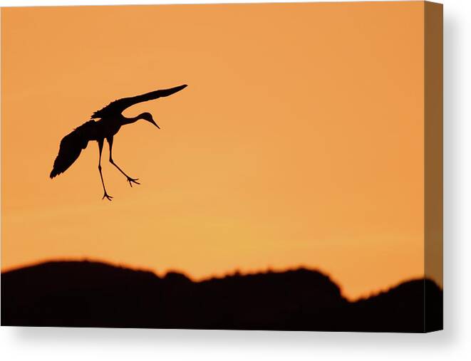 Bird Photography Canvas Print featuring the photograph Sandhill Crane Silhouette by Nicole Young