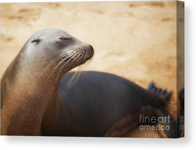 Sea Lion Canvas Print featuring the photograph Sandy Sleek Serene by Becqi Sherman