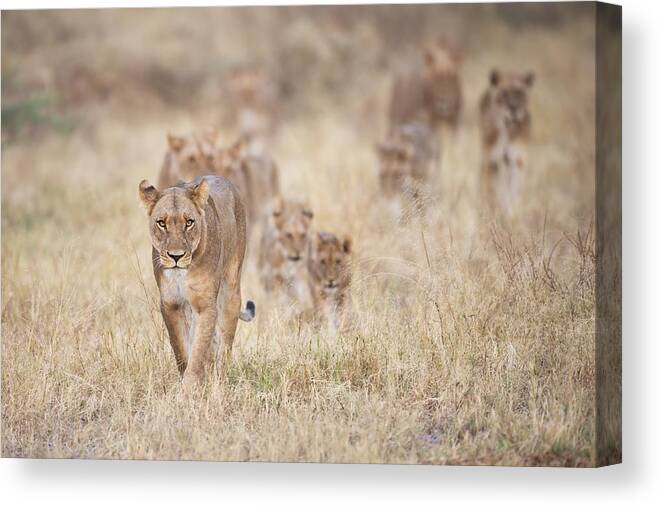 Lions Canvas Print featuring the photograph Savage Kingdom by Marco Pozzi