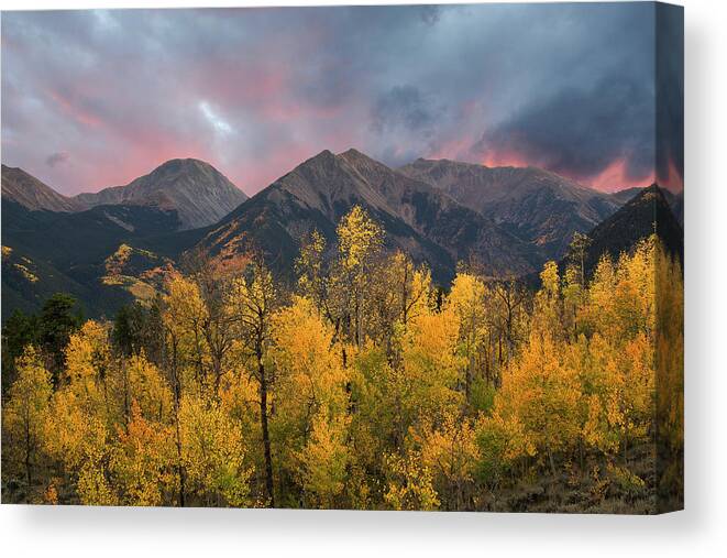 Colorado Canvas Print featuring the photograph Sawatch Autumn by Aaron Spong