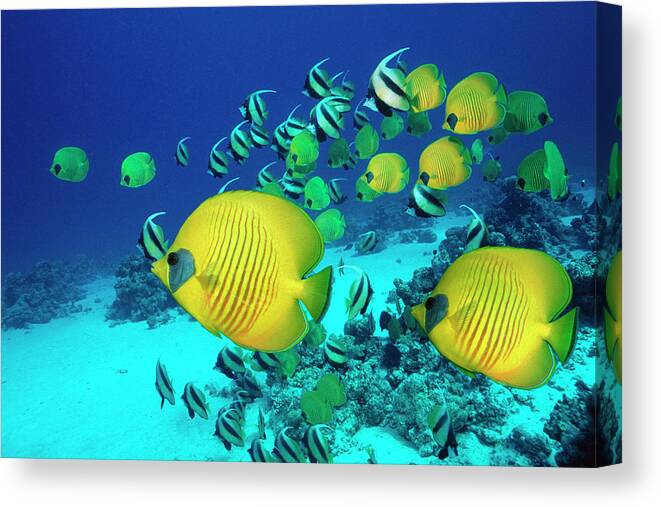 Underwater Canvas Print featuring the photograph School Of Butterfly Fish Swimming On by Georgette Douwma
