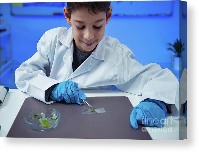 Education Canvas Print featuring the photograph Schoolboy Putting Leaves On Microscope Slide by Microgen Images/science Photo Library