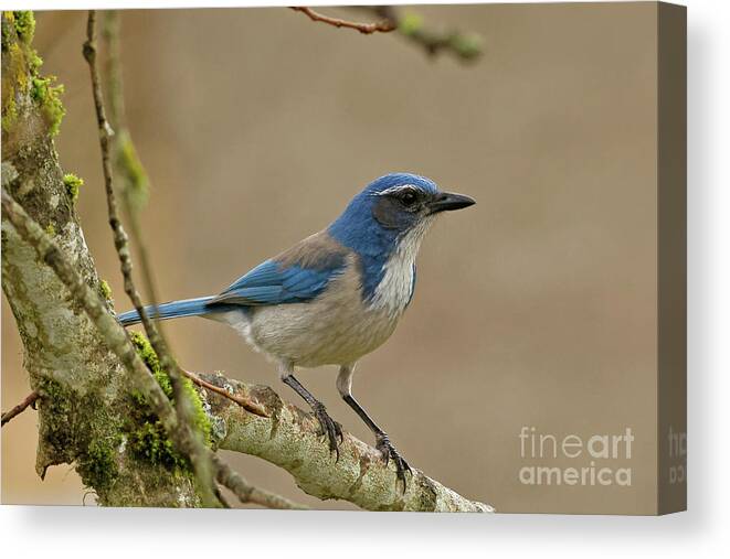 Scrub Jay Canvas Print featuring the photograph Scrub Jay by Natural Focal Point Photography