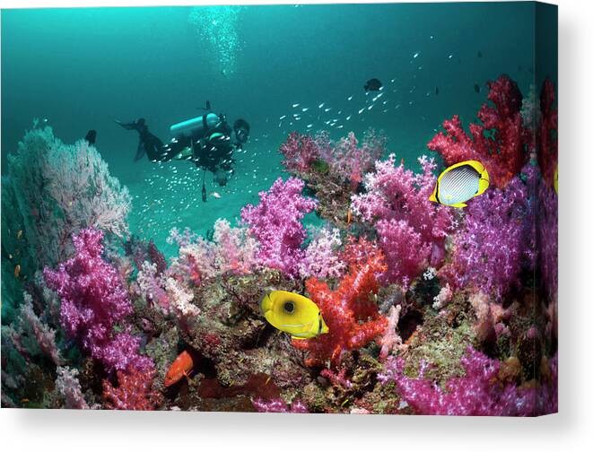 Tranquility Canvas Print featuring the photograph Scuba Diver by Georgette Douwma