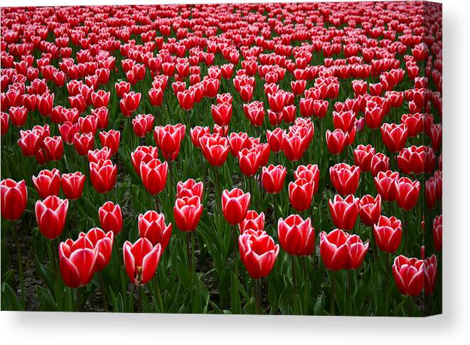 Netherlands Canvas Print featuring the photograph Sea Of Tulips by Copyright © Sunil Chaturvedi. All Rights Reserved.