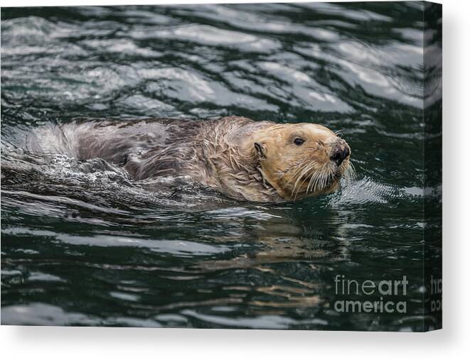 Sea Otter Canvas Print featuring the photograph Sea Otter in Katchemak Bay,AK by Eva Lechner