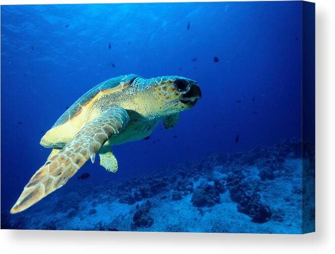 Underwater Canvas Print featuring the photograph Sea Turtle by Ken Usami
