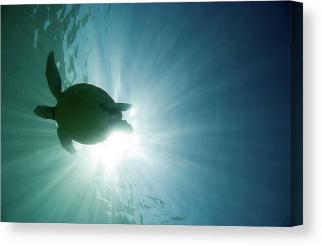 Underwater Canvas Print featuring the photograph Sea Turtle by M.m. Sweet