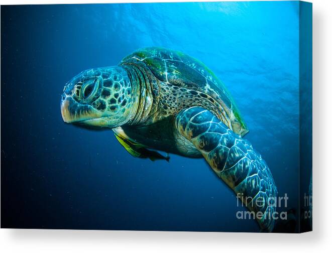 Sulawesi Canvas Print featuring the photograph Sea Turtle Swimming Bunaken Sulawesi by Fenkieandreas