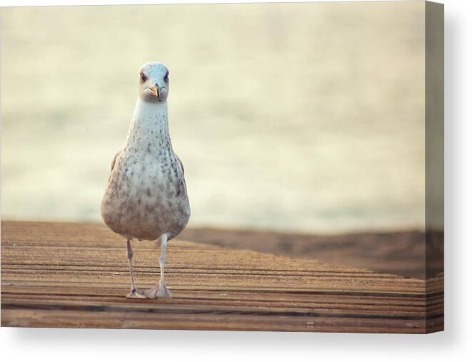 Catalonia Canvas Print featuring the photograph Seagull by By Juanedc