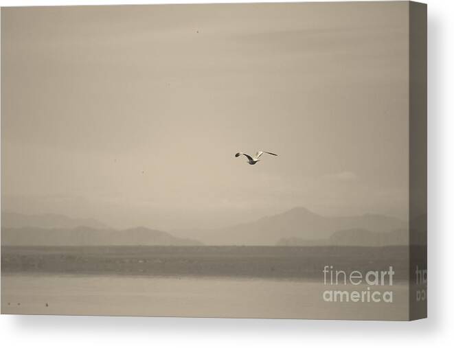 Seagull Canvas Print featuring the photograph Seagull Flying Over The Salton Sea in Sepia by Colleen Cornelius