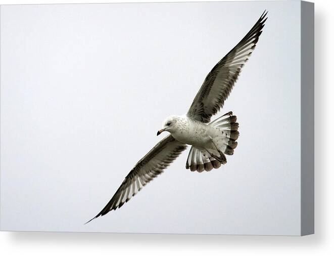 Natural Pattern Canvas Print featuring the photograph Seagull In Flight by Maureen P Sullivan
