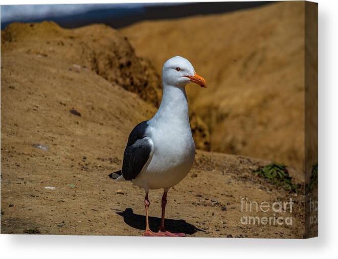 Wildlife Canvas Print featuring the photograph Seagull by Thomas Marchessault