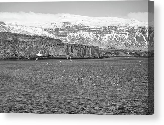 Travelpixpro Canvas Print featuring the photograph Seagulls over the Atlantic Backed by Waterfalls and Mountains Iceland Black and White by Shawn O'Brien