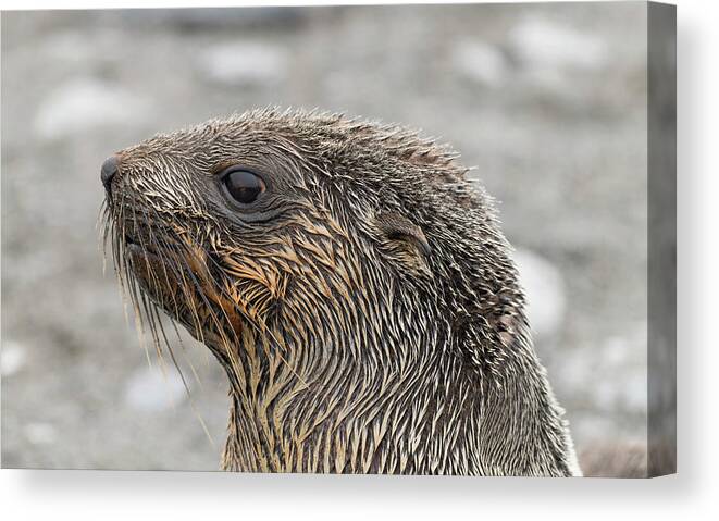 Seal Canvas Print featuring the photograph Seal of Approval by Alex Lapidus