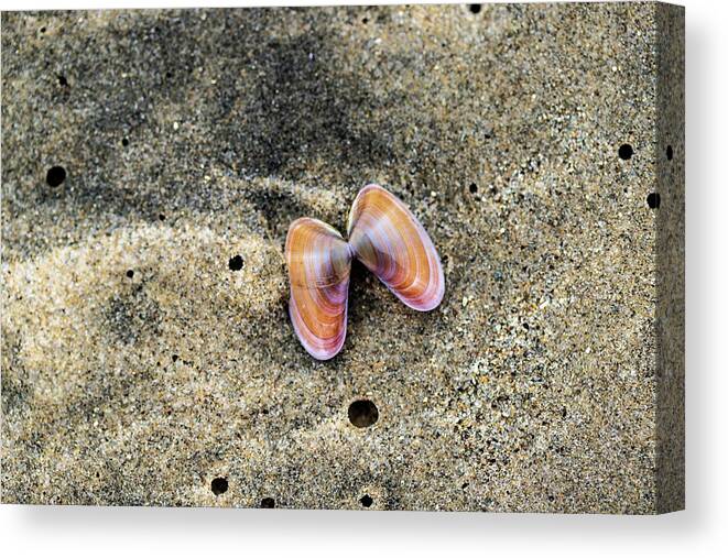 Sea Shell Canvas Print featuring the photograph Landscape Photography - Beaches by Amelia Pearn