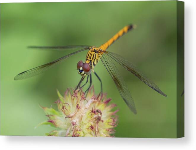 Dragonfly Canvas Print featuring the photograph Seaside Dragonlet #2 by Paul Rebmann