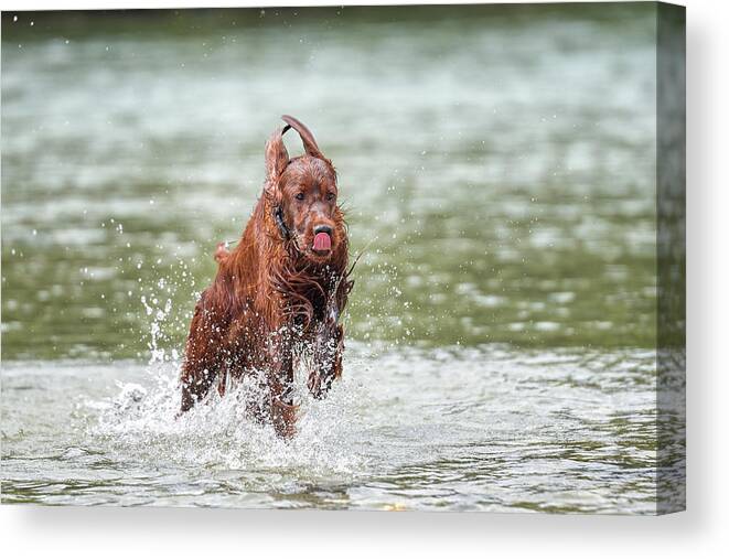 Irish Setter Canvas Print featuring the photograph Setter in Action by Robert Krajnc