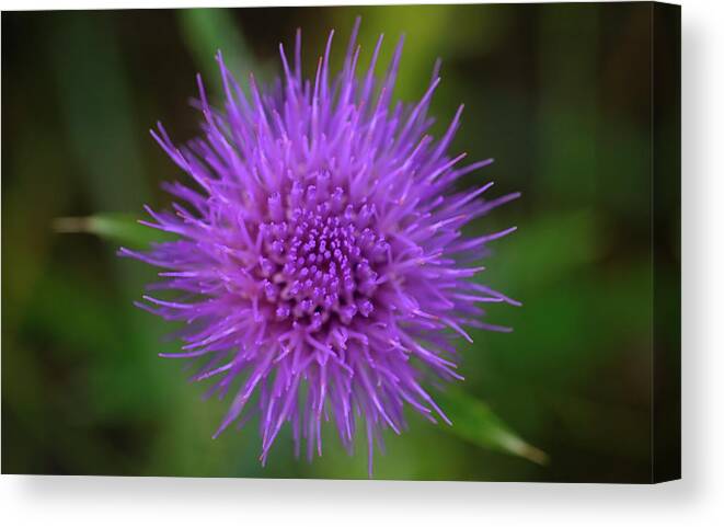 A Purple Wildflower Canvas Print featuring the photograph Shades Of Nature 17 by Gordon Semmens