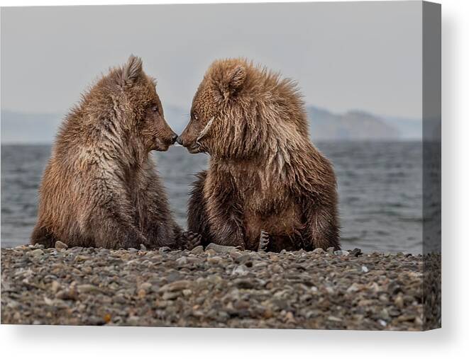 Bear Canvas Print featuring the photograph Sharing A Feather by Siyu And Wei Photography