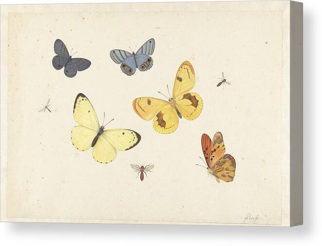 Sheet Of Studies With Five Butterflies Canvas Print featuring the painting Sheet of Studies with Five Butterflies by MotionAge Designs