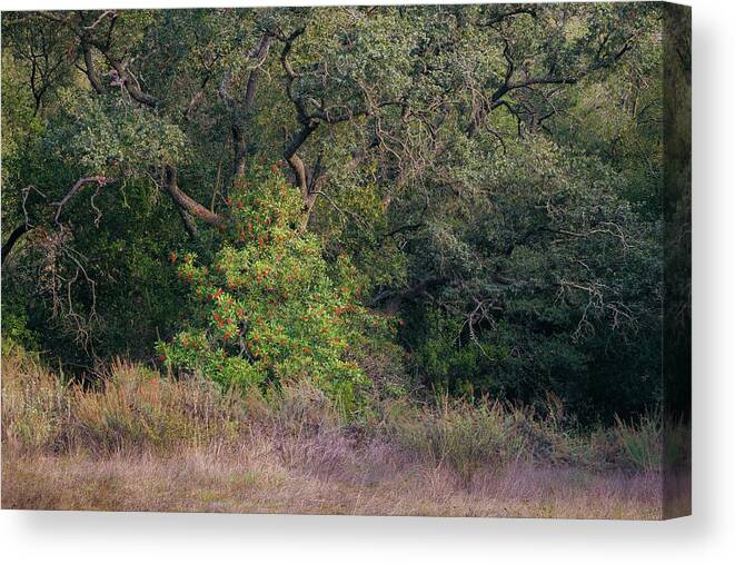 Daley Ranch Canvas Print featuring the photograph Sheltered Toyon by Alexander Kunz