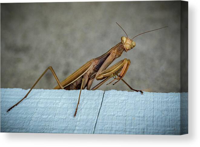 Shingle Mantis Canvas Print featuring the photograph Shingle Mantis by Jean Noren