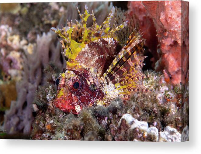 Actinopterygii Canvas Print featuring the photograph Shortfin Lionfish by Andrew Martinez
