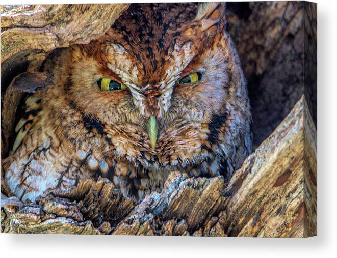 Eastern Screech Owl Canvas Print featuring the photograph Shy Screech Owl by Douglas Wielfaert