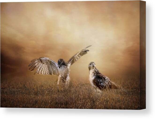 Hawks Canvas Print featuring the photograph Siblings In The Field by Jai Johnson