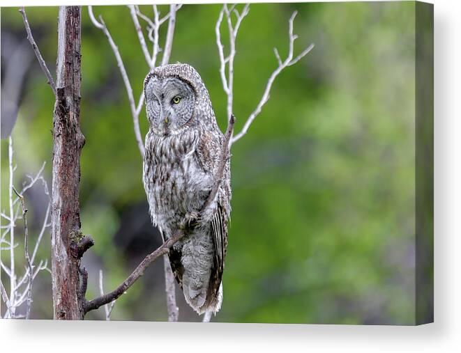 Owl Great Gray Grey Birds Raptor Grand Teton National Park Road Aspens Trees Eyes Canvas Print featuring the photograph Silence by Ronnie And Frances Howard