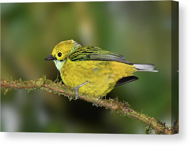 Bird Canvas Print featuring the photograph Silver-throated Tanager by Alan Lenk