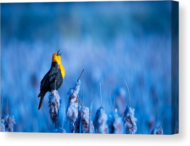 Wildlife Canvas Print featuring the photograph Sing A Song by Alex Zhao