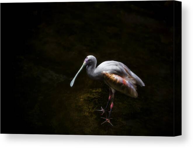 Spoonbill Canvas Print featuring the photograph Single Lady by Alex Zhao